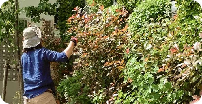 植木剪定・管理
